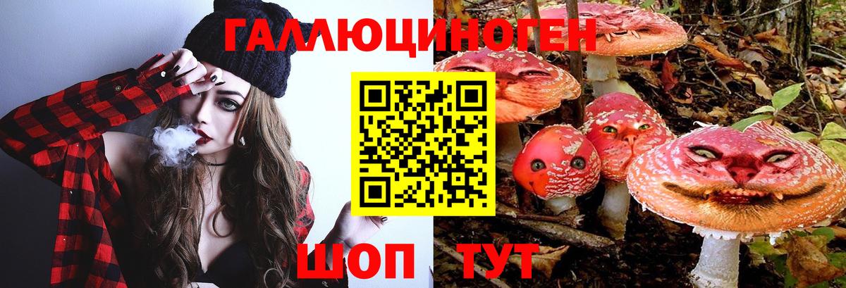 Псилоцибиновые грибы Psilocybe Елабуга